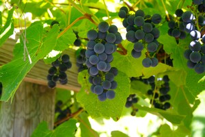 Winehaven Chisago Grapes