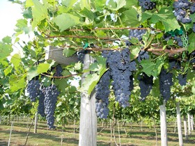 Winehaven Nokomis Grapes