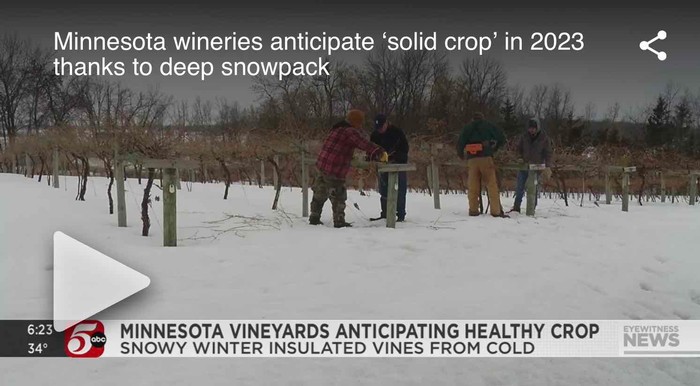 Winehaven anticipates a "Solid Crop" thanks to deep snowpack!