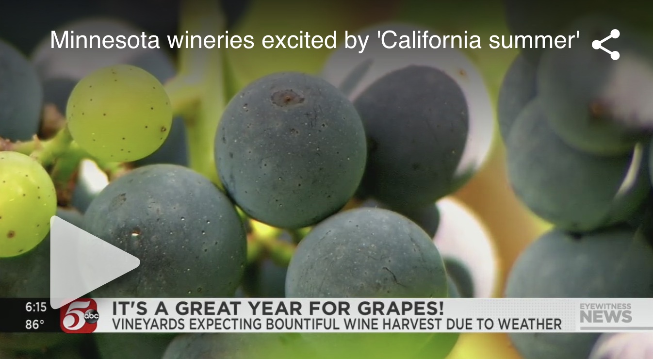 Winehaven's Excellent 2021 Growing Season KSTP-TV