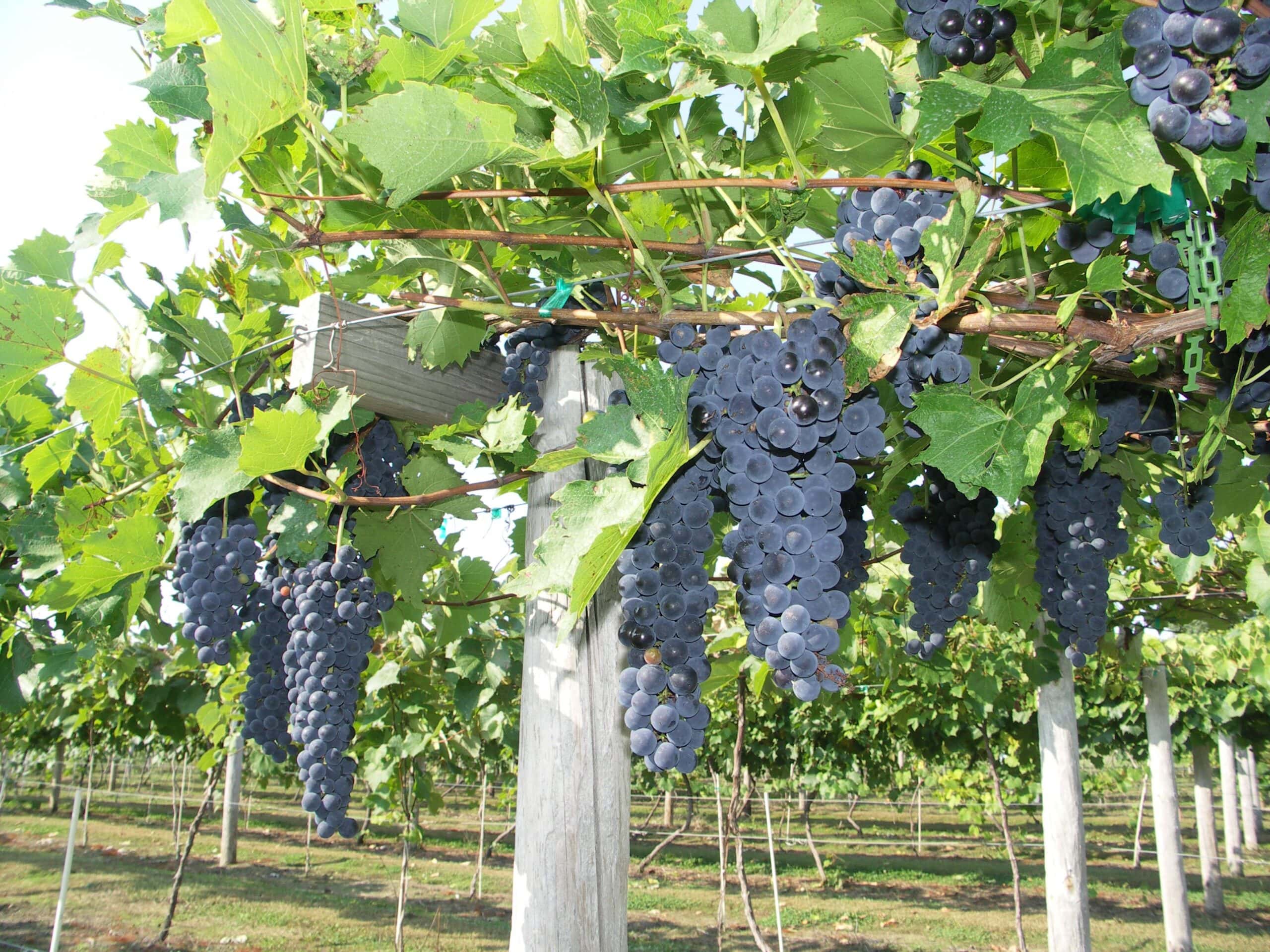Nokomis grapes at Winehaven winery are hanging below green leaves.