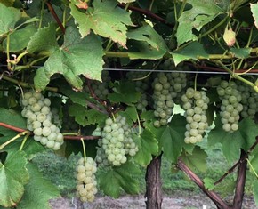 Nicollet grapes at Winehaven winery.  The grapes in the multiple clusters are green.