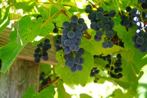 Blue Chisago grapes hang among green leaves.