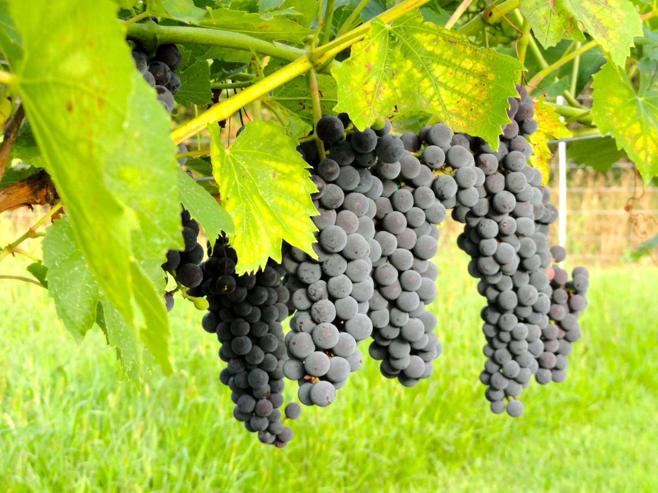 Franconia grapes at Winehaven Winery.  Several dark blue grape clusters appear among green leaves.